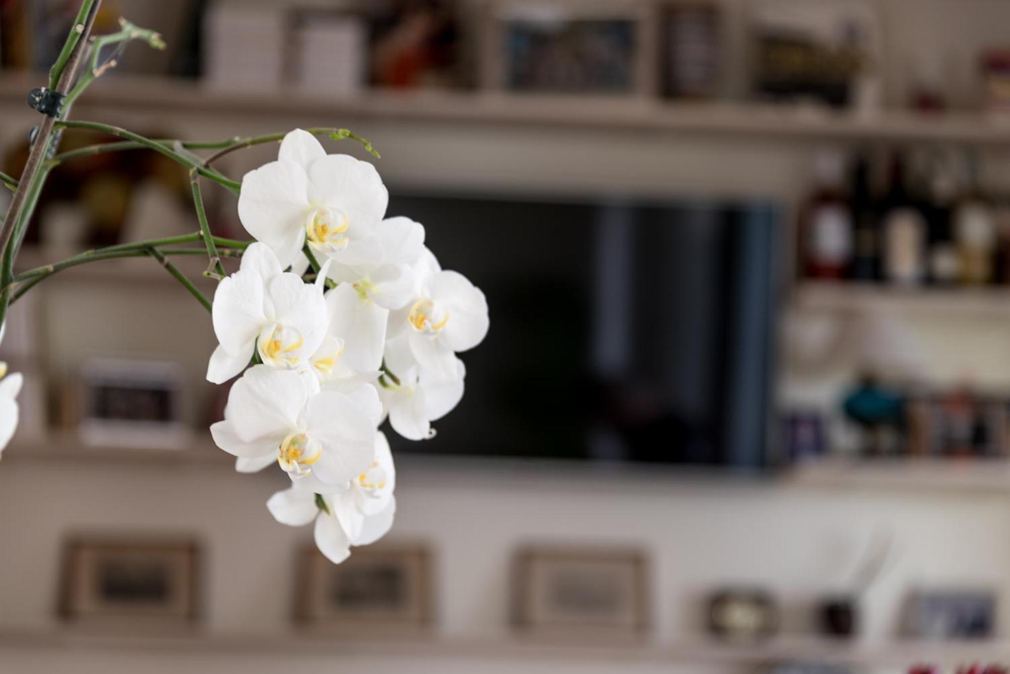 Santa Cruz - Bed and breakfast *